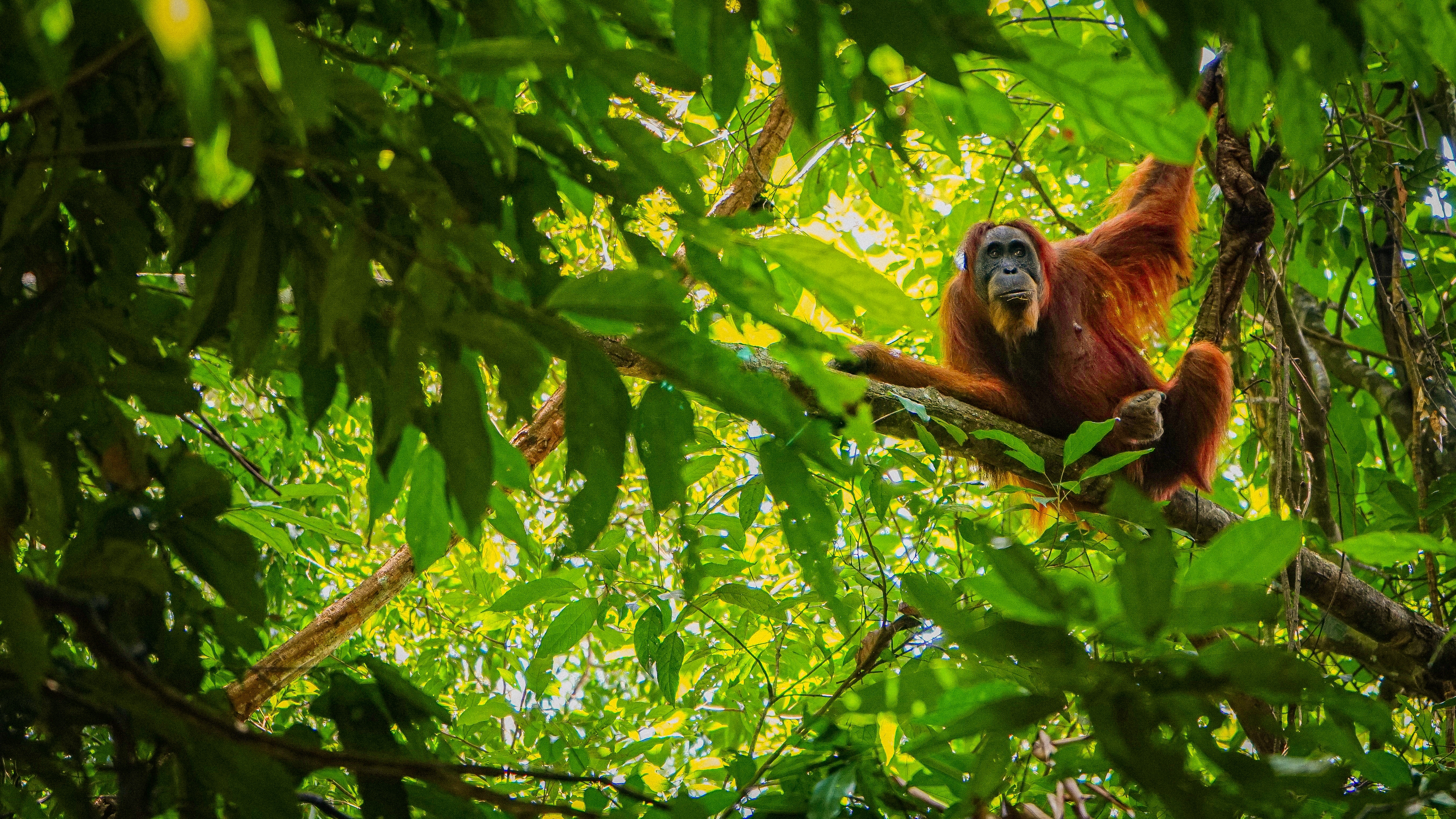 Orang Utan Hanging In Tree Orangutan Ape Sumatra Bukit Lawang Indonesia