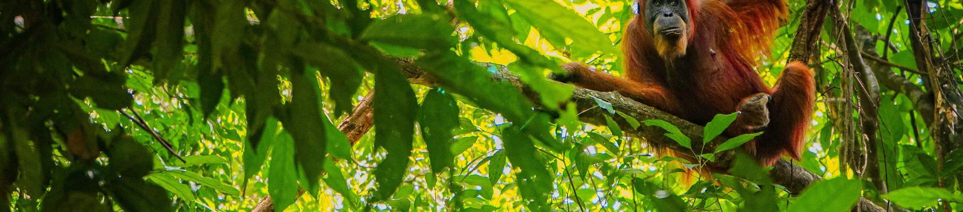 Orang Utan Hanging In Tree Orangutan Ape Sumatra Bukit Lawang Indonesia