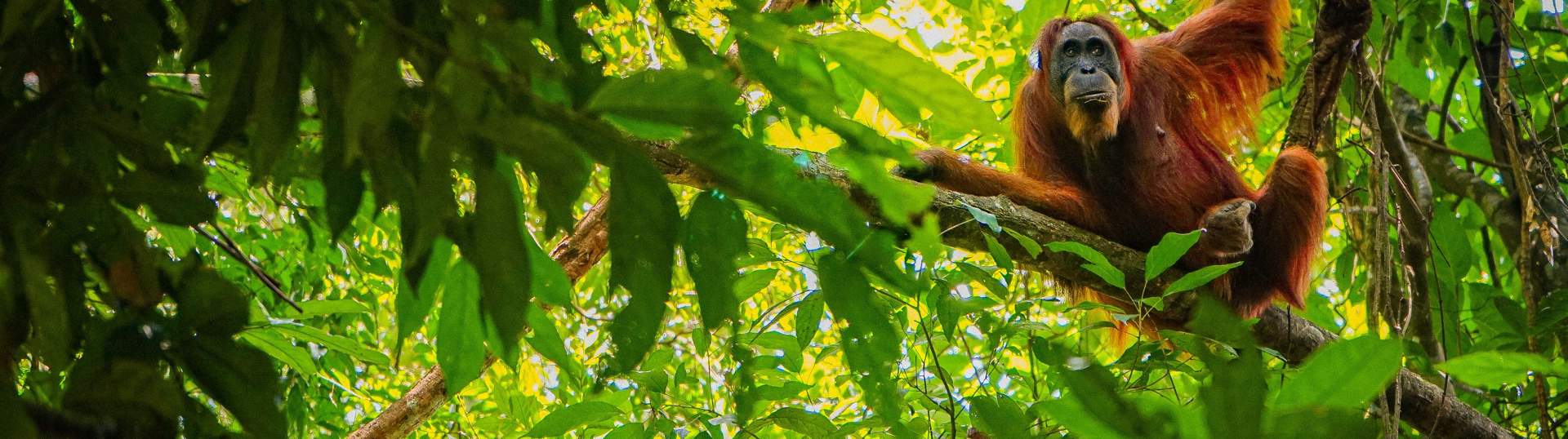 Orang Utan Hanging In Tree Orangutan Ape Sumatra Bukit Lawang Indonesia