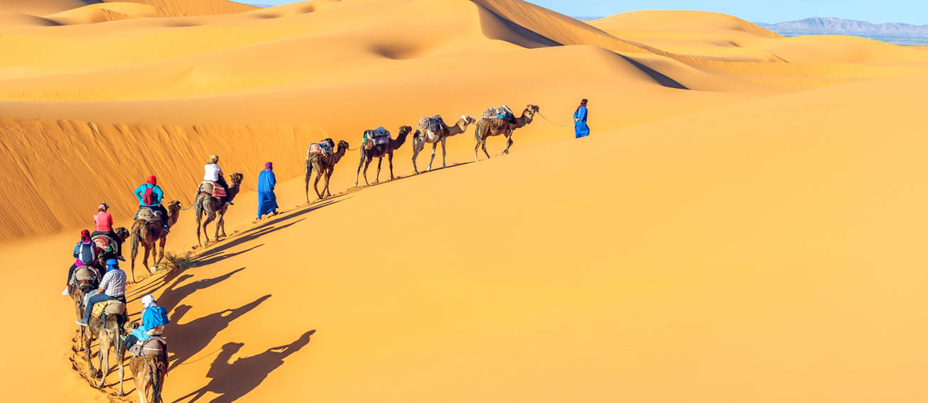 Camel Caravan In Sahara Desert Morocoo