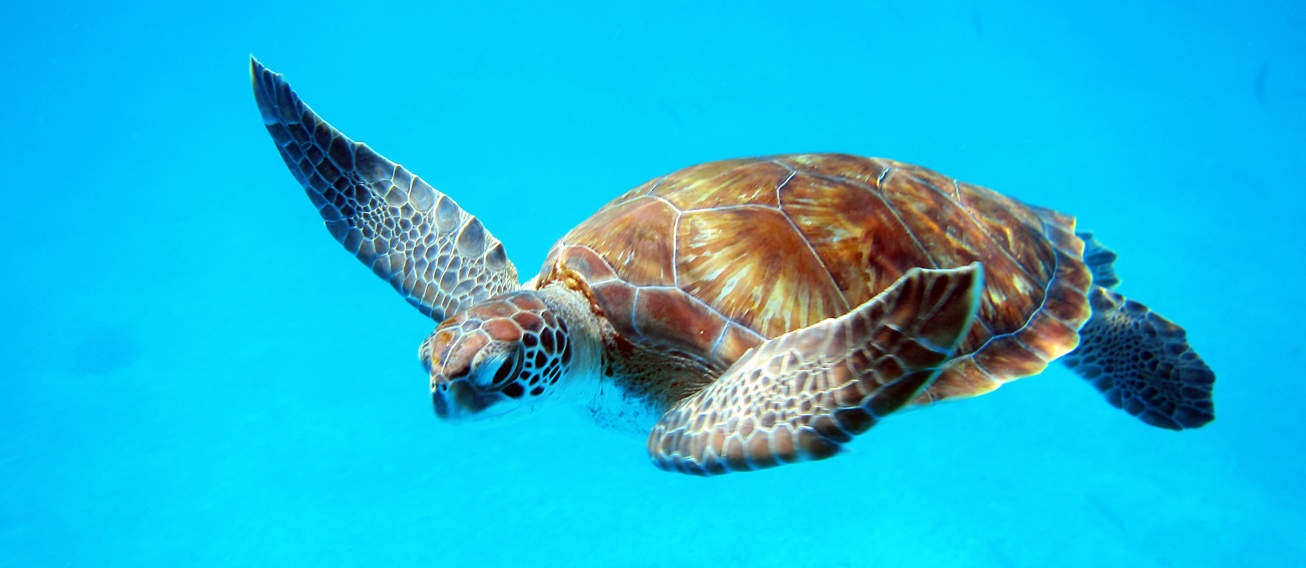 Sea Turtle In Barbados