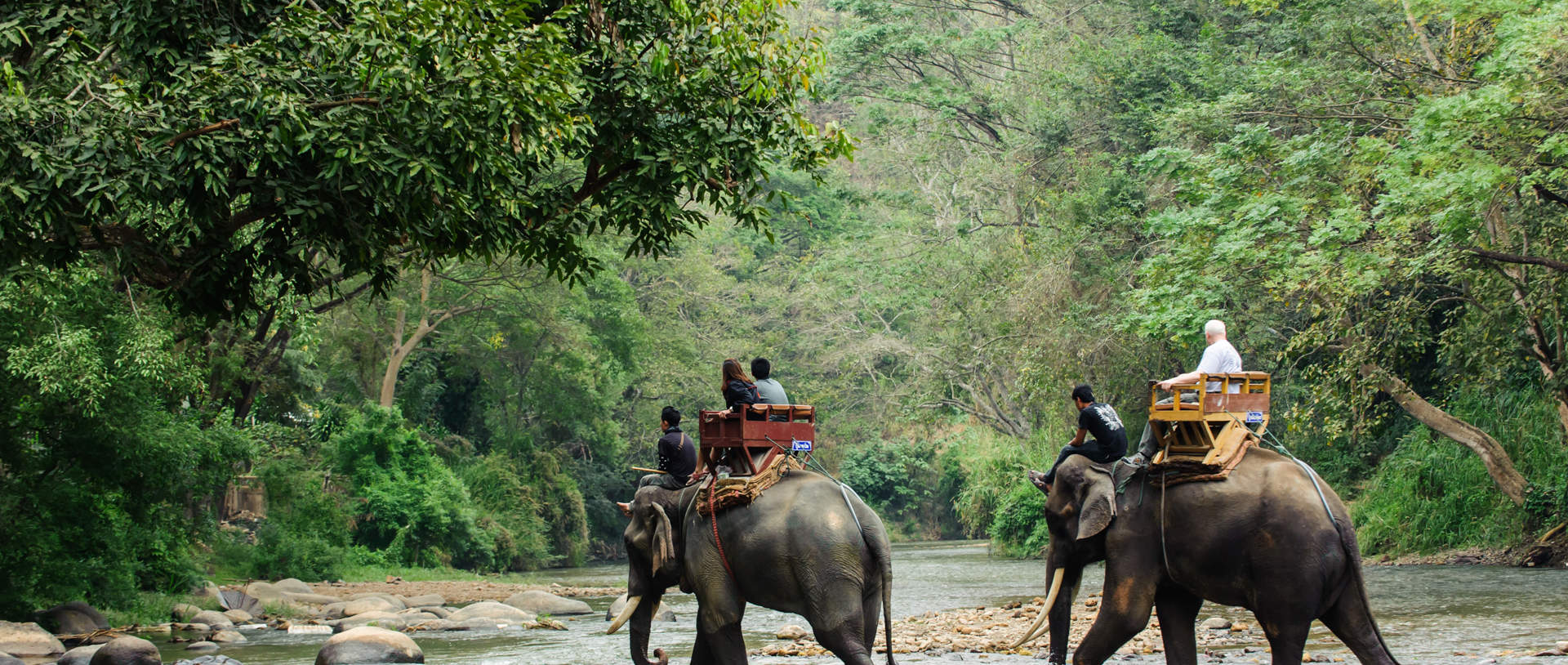 Elephant Trekking Through Jungle In Northern Thailand