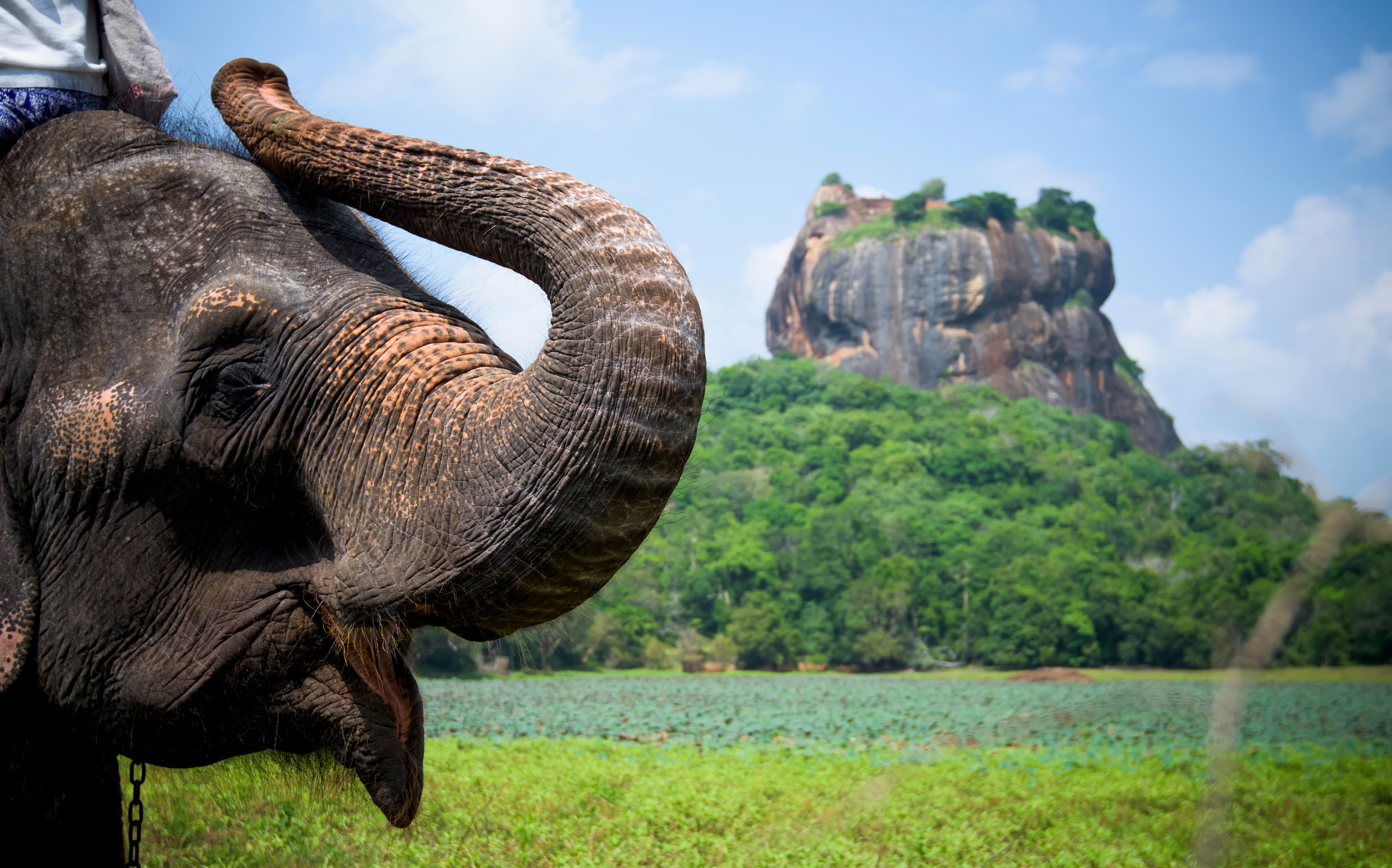 Sri Lanka Lion Rock And Elephant (1)