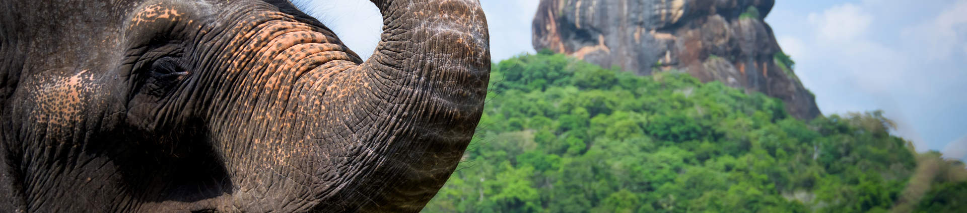 Sri Lanka Lion Rock And Elephant (1)