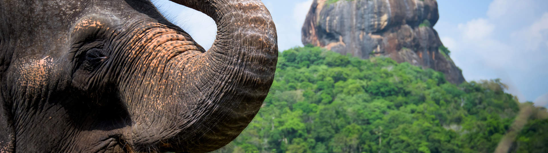 Sri Lanka Lion Rock And Elephant (1)