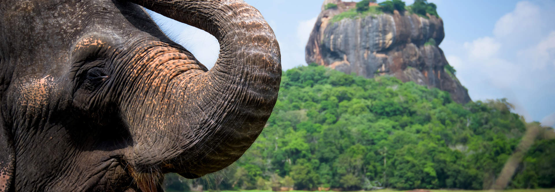 Sri Lanka Lion Rock And Elephant (1)