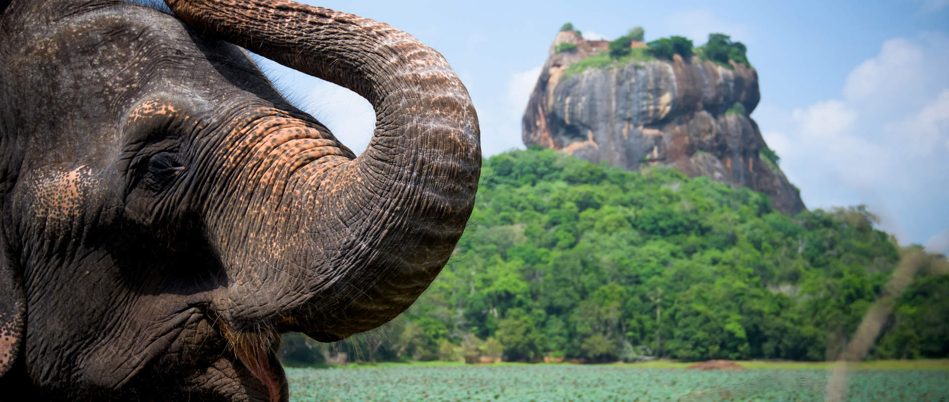 Sri Lanka Lion Rock And Elephant (1)