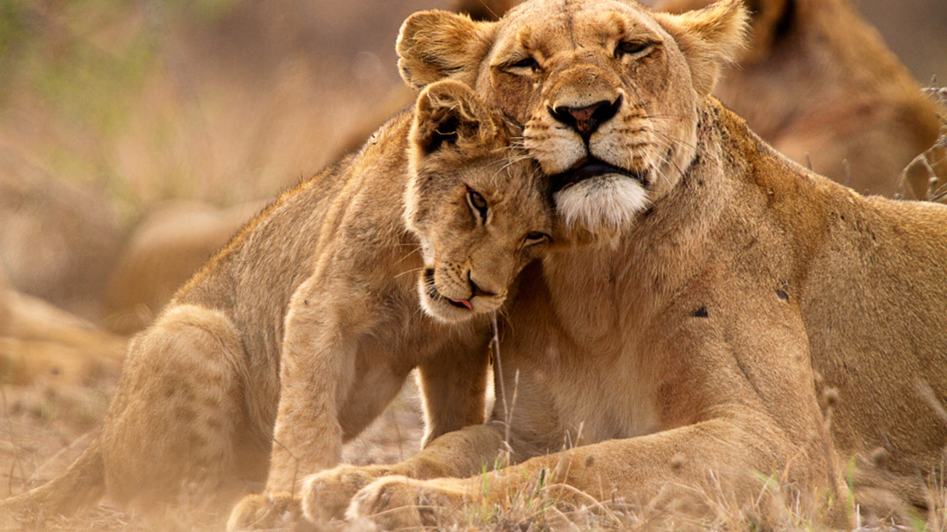 Lioness And Cub In The Kruger NP, South Africa