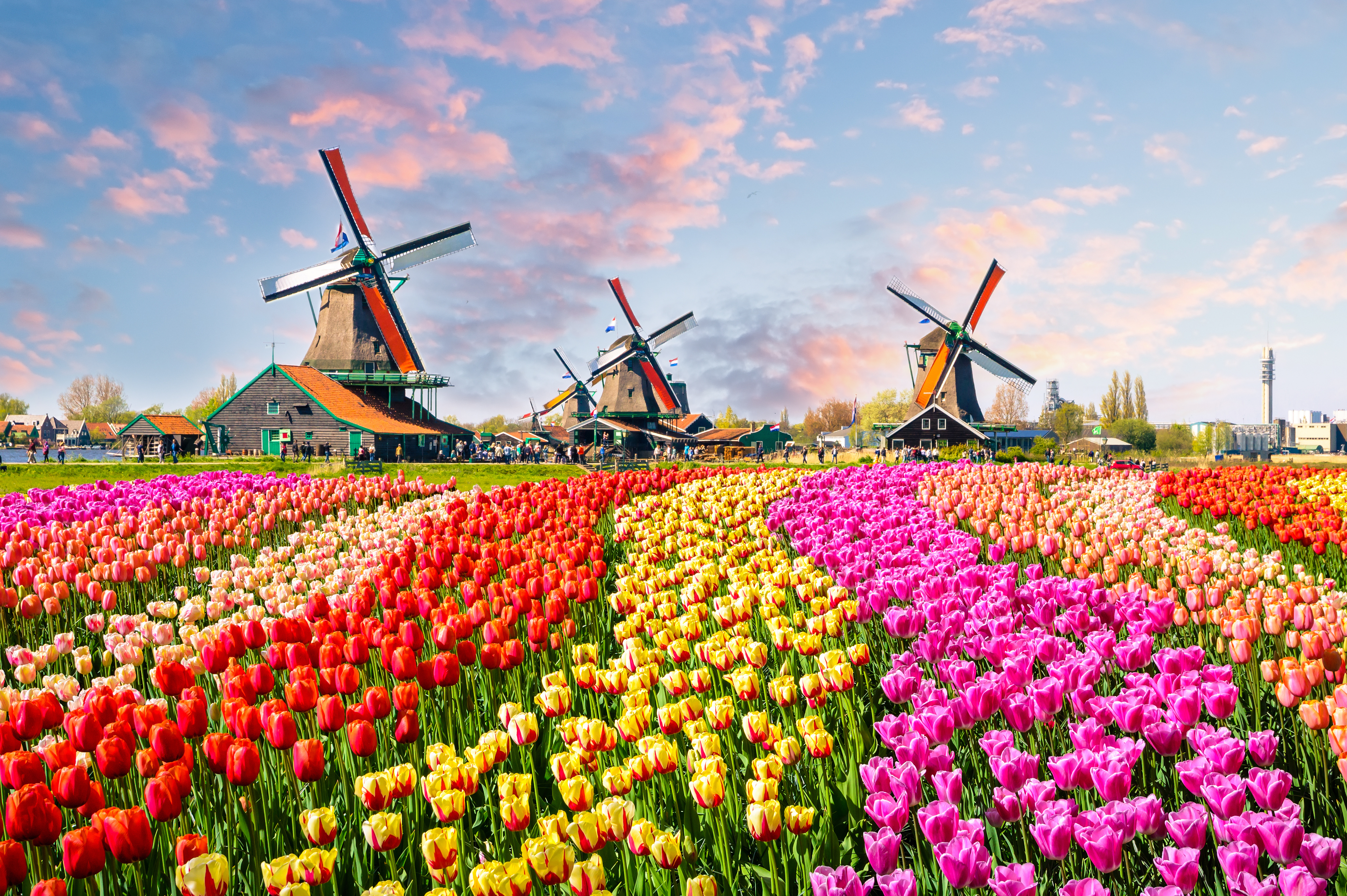 Landscape With Tulips Traditional Dutch Windmills And Houses Near The Canal In Zaanse Schans Netherlands