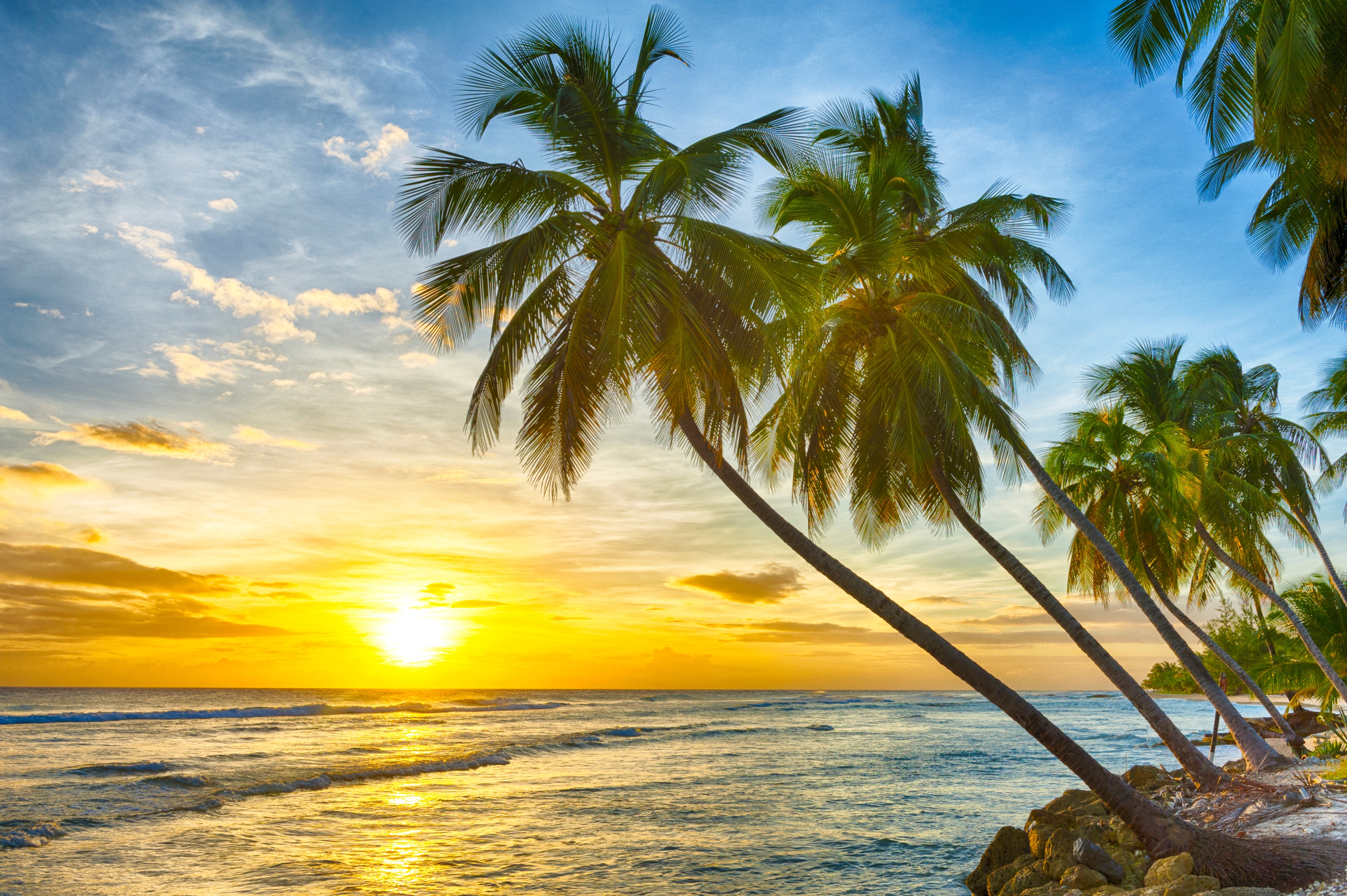 Sunset Sea Palm Trees Beach Caribbean Barbados