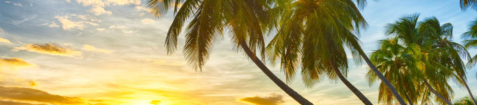 Sunset Sea Palm Trees Beach Caribbean Barbados