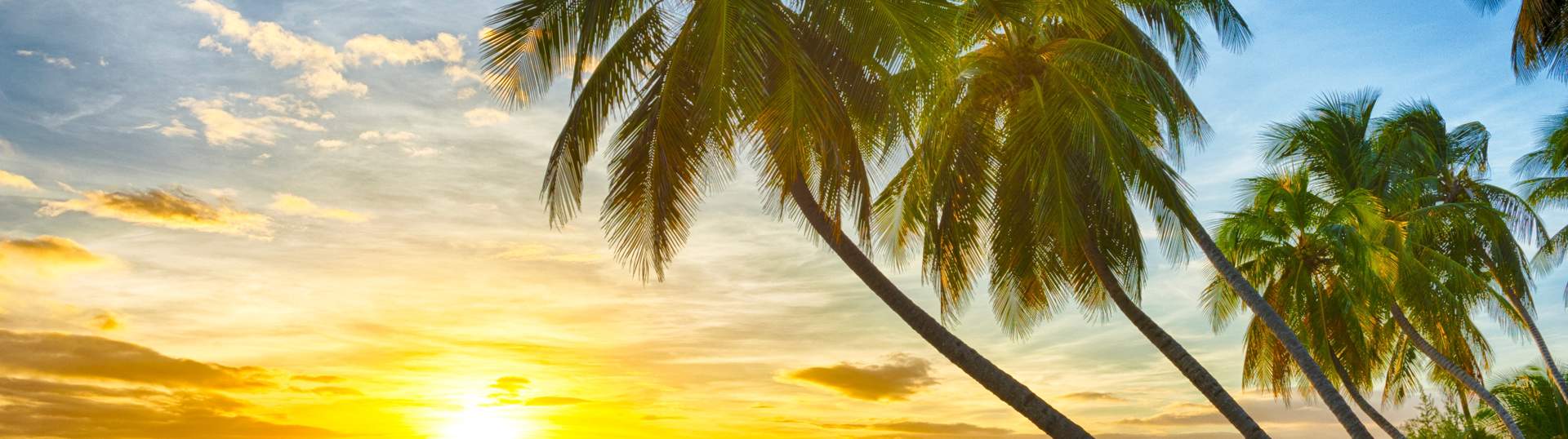 Sunset Sea Palm Trees Beach Caribbean Barbados