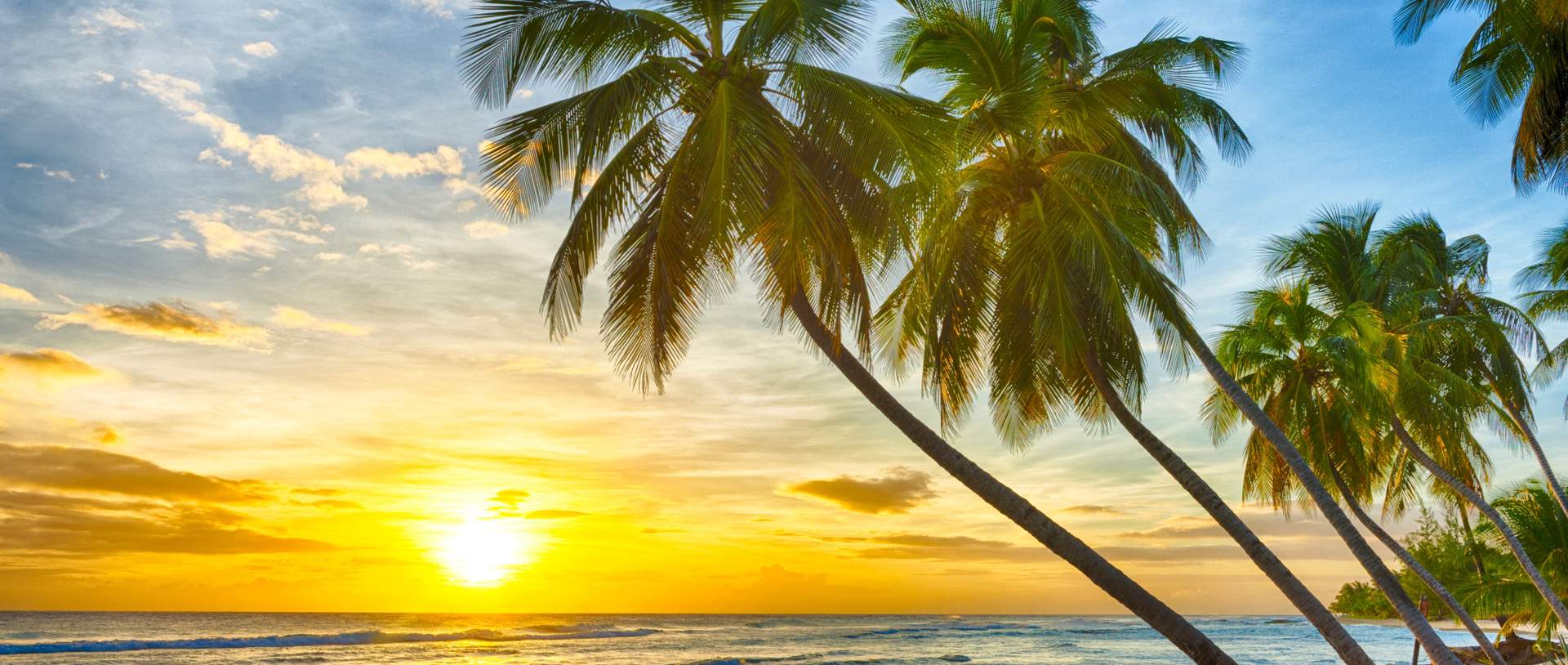 Sunset Sea Palm Trees Beach Caribbean Barbados