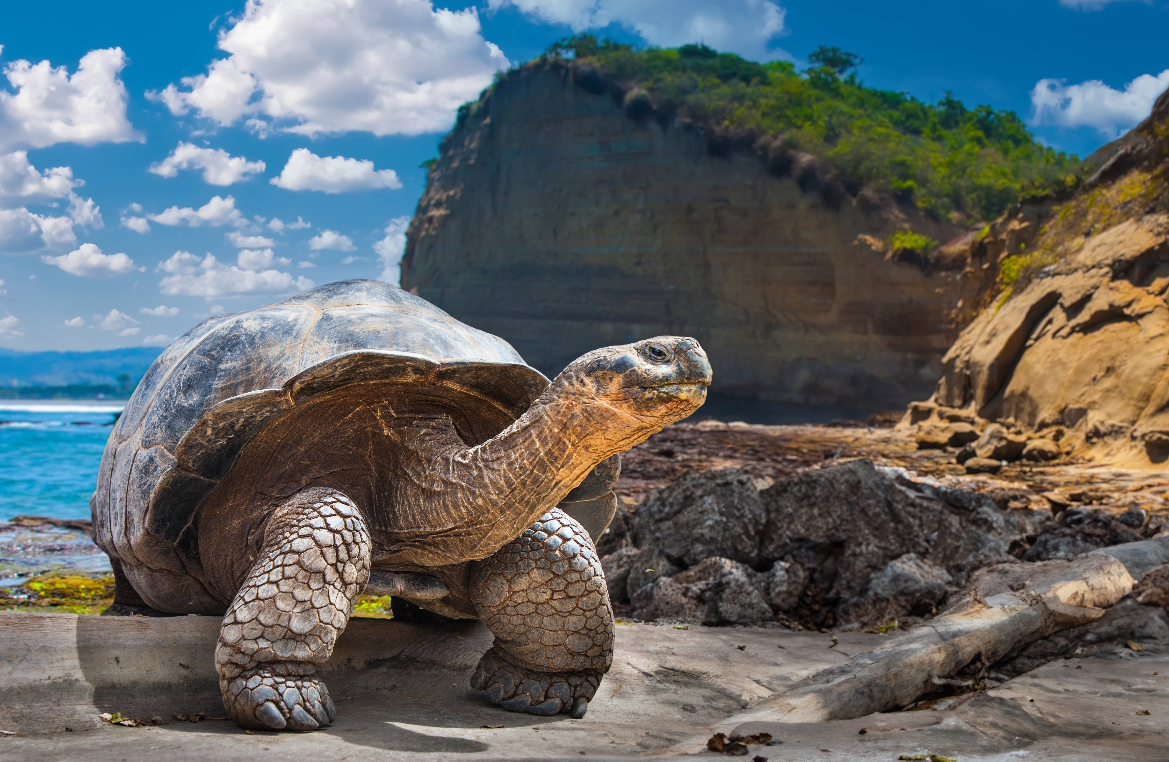 Galapagos Islands. Galapagos Tortoise. Big Turtle. Ecuador