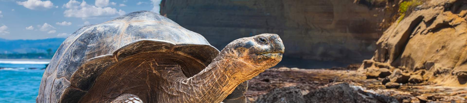 Galapagos Islands. Galapagos Tortoise. Big Turtle. Ecuador