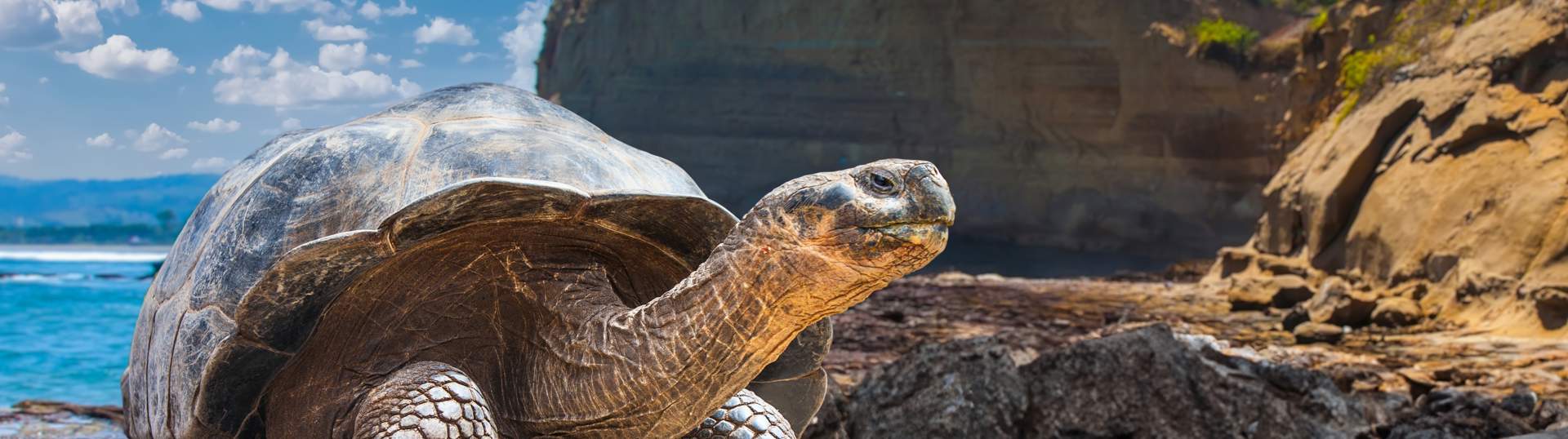 Galapagos Islands. Galapagos Tortoise. Big Turtle. Ecuador