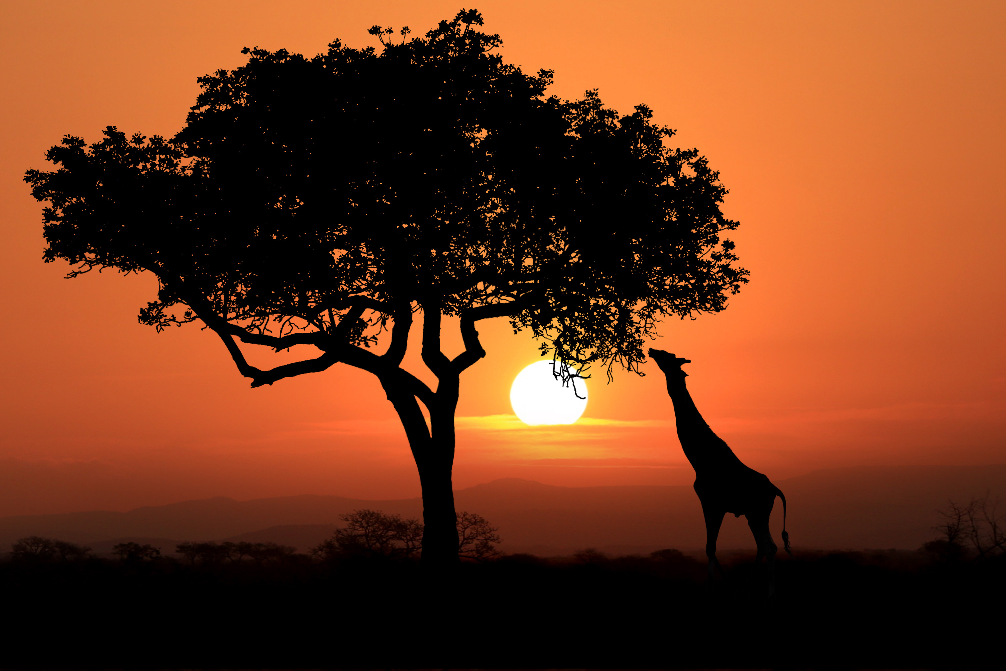 Giraffe Sunset South Africa (1)