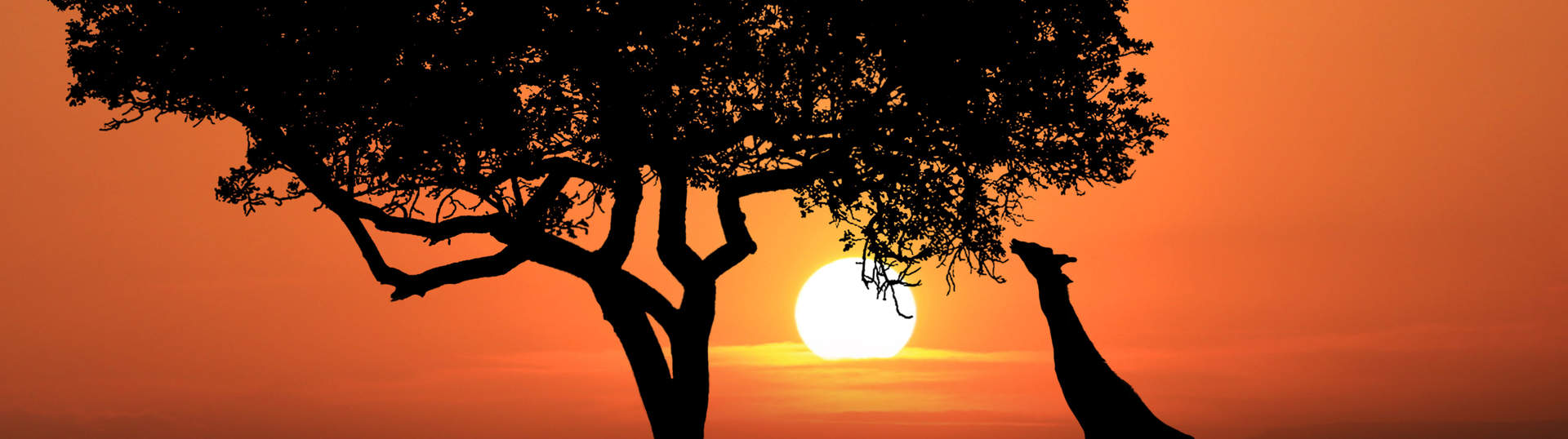Giraffe Sunset South Africa (1)