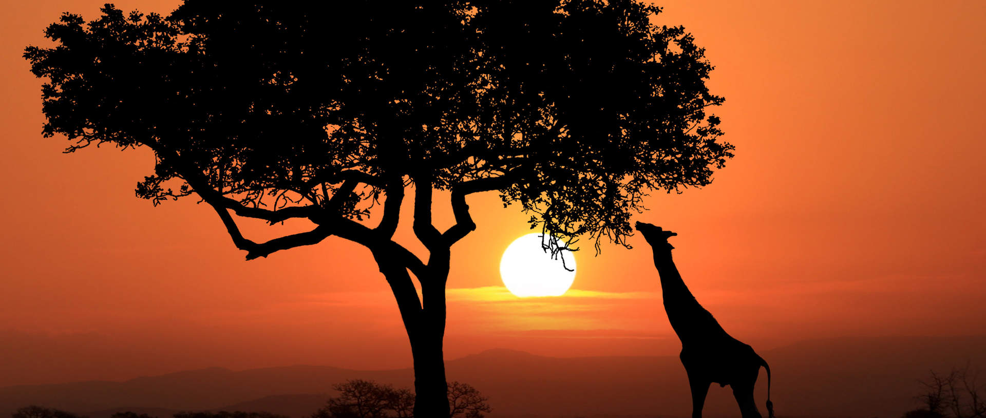 Giraffe Sunset South Africa (1)