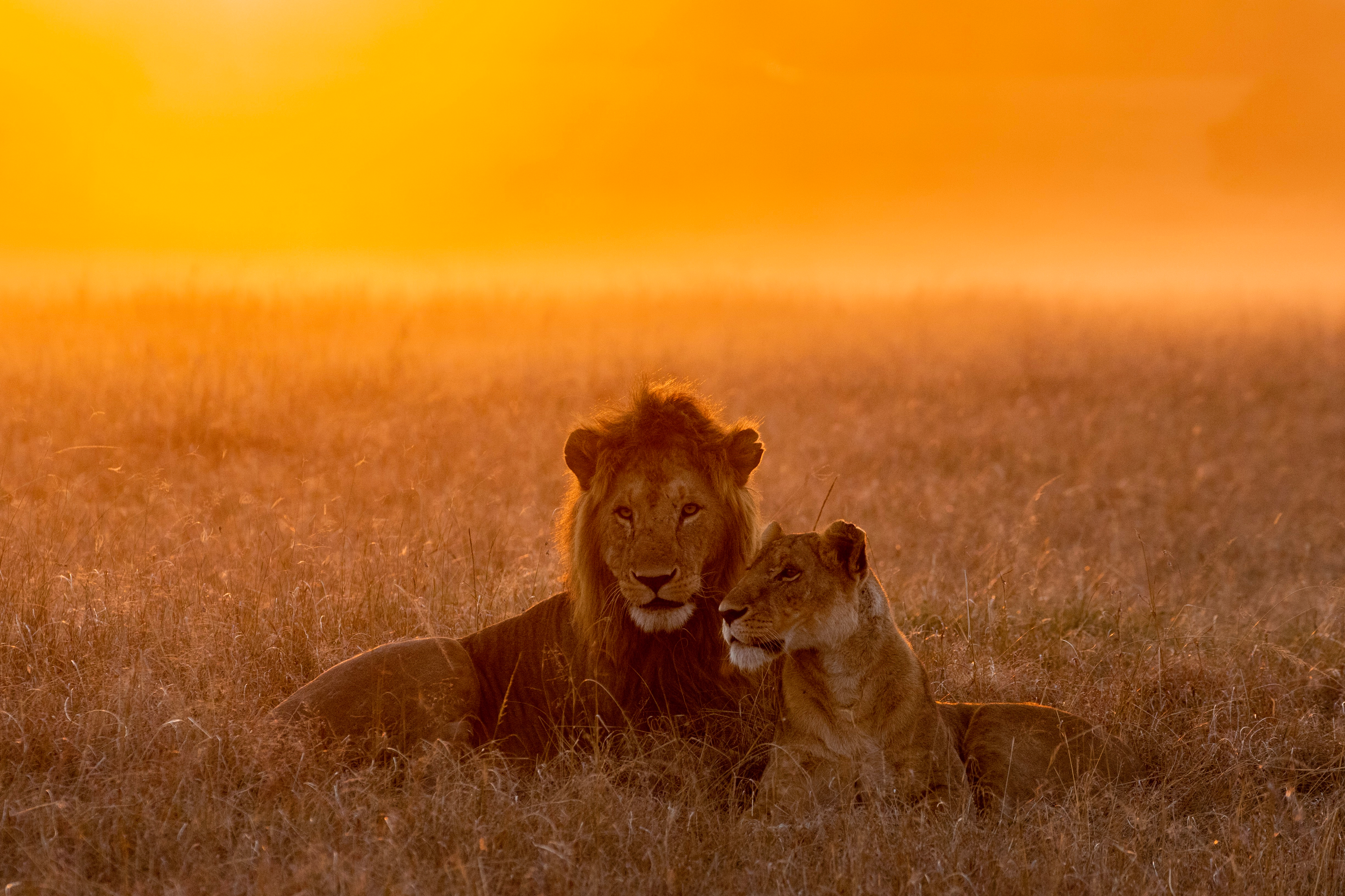 Lion In The Savannah Of The Maasai Mara, Kenya