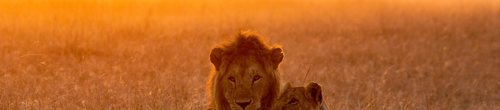 Lion In The Savannah Of The Maasai Mara, Kenya