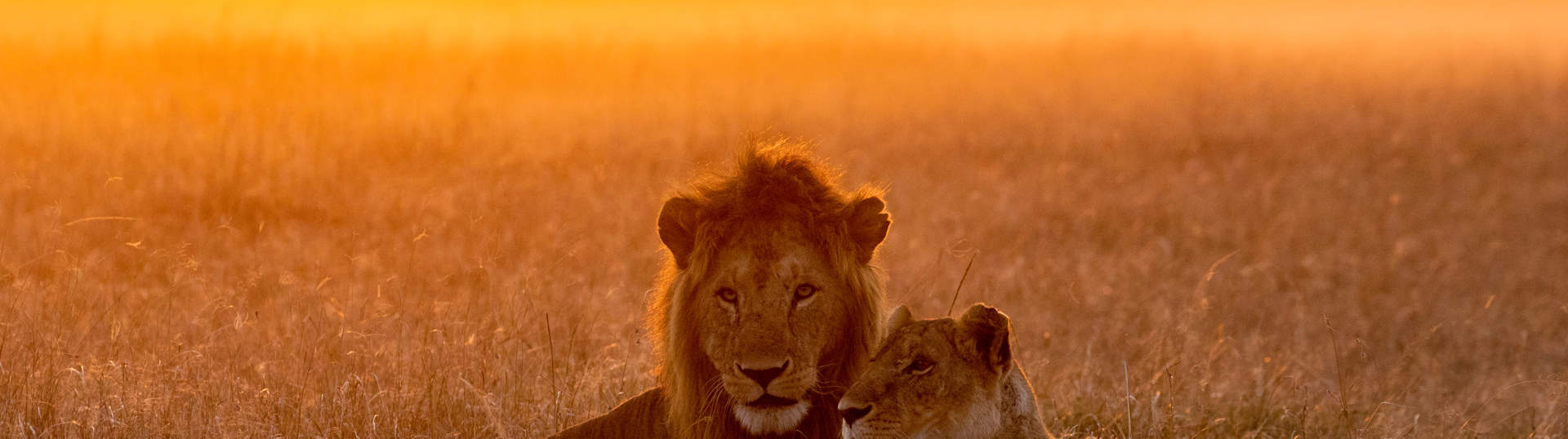 Lion In The Savannah Of The Maasai Mara, Kenya