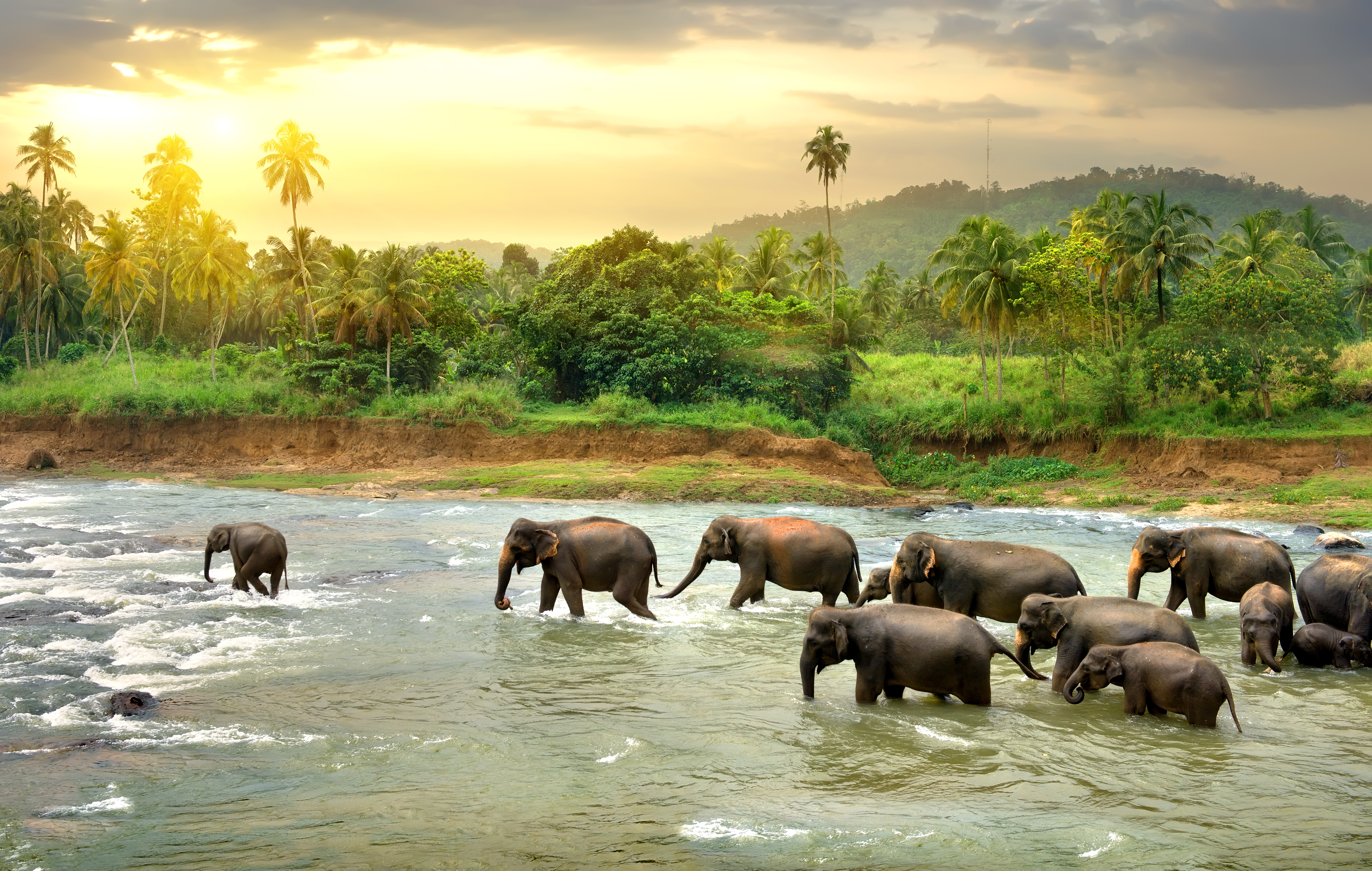 Elephants In River Sri Lanka