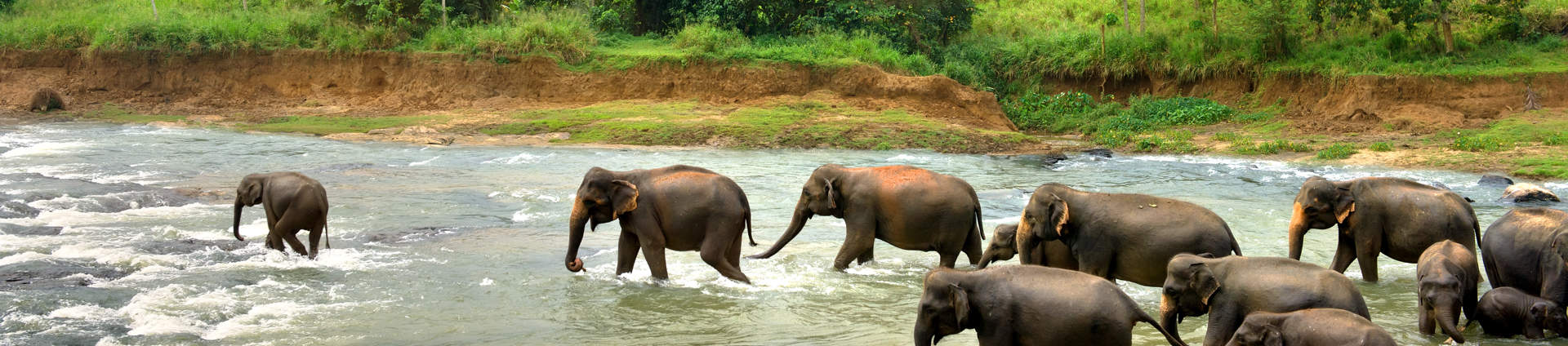 Elephants In River Sri Lanka