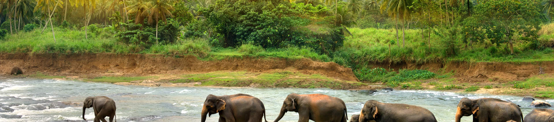 Elephants In River Sri Lanka