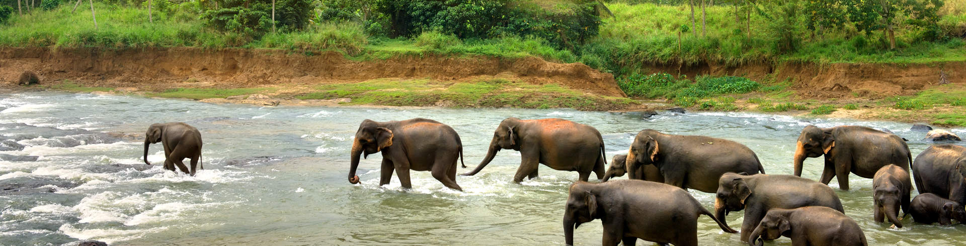 Elephants In River Sri Lanka