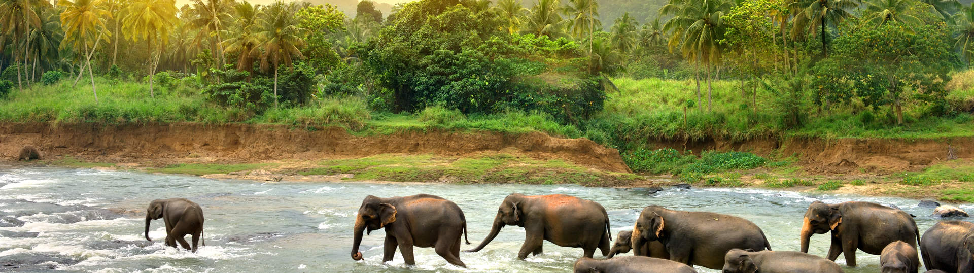 Elephants In River Sri Lanka