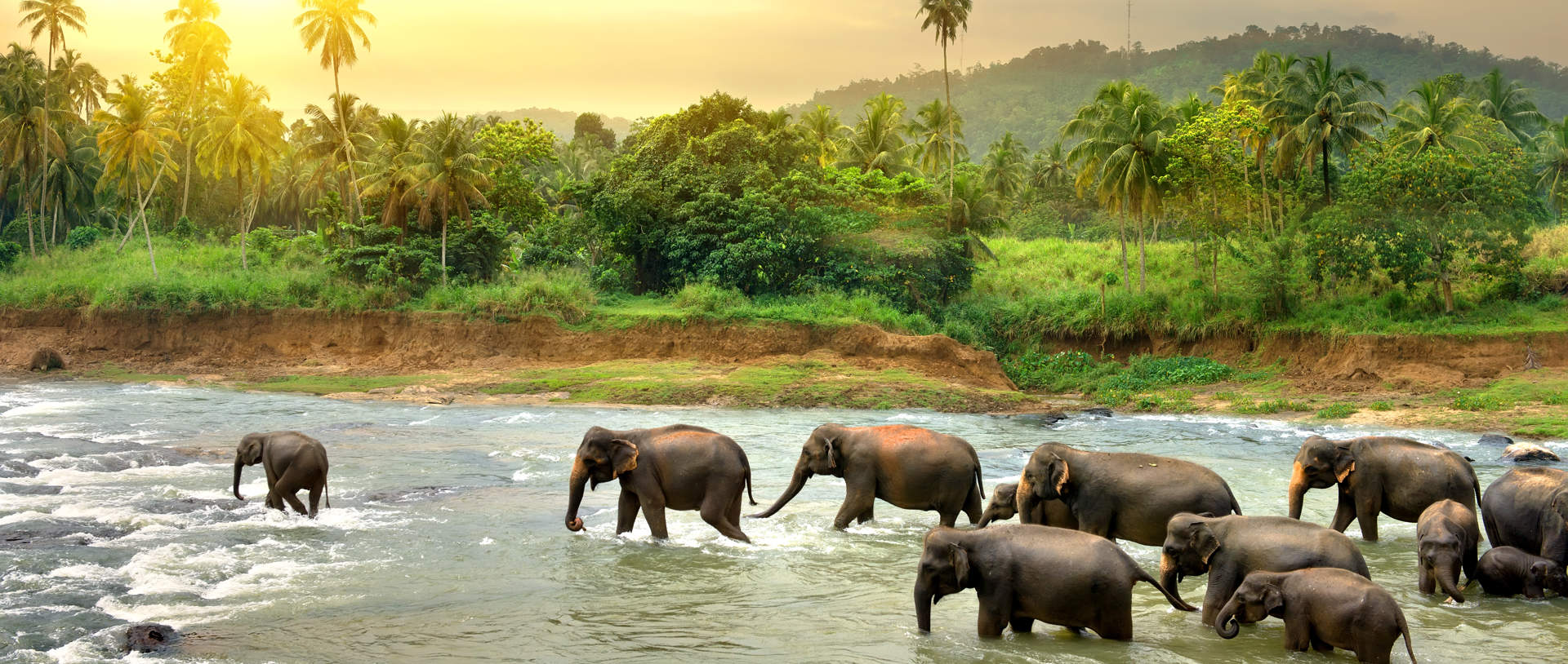Elephants In River Sri Lanka