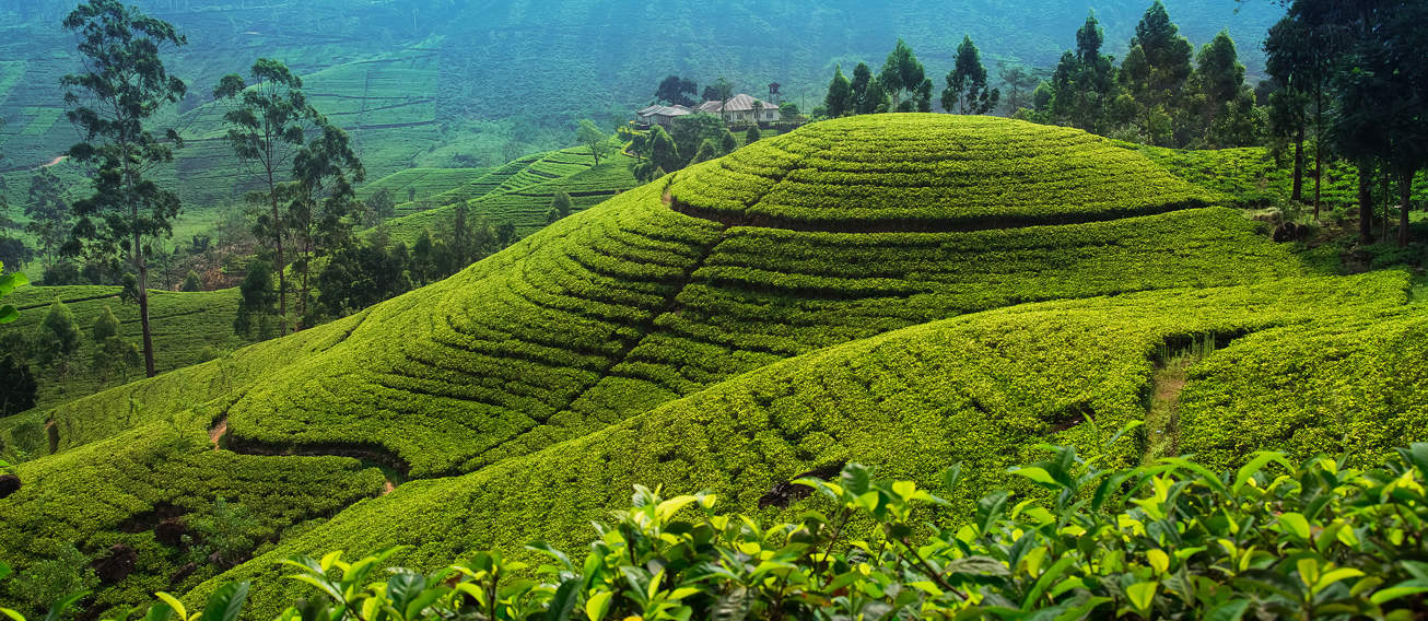 Nuwara Eliya Tea Plantations Sri Lanka (1)