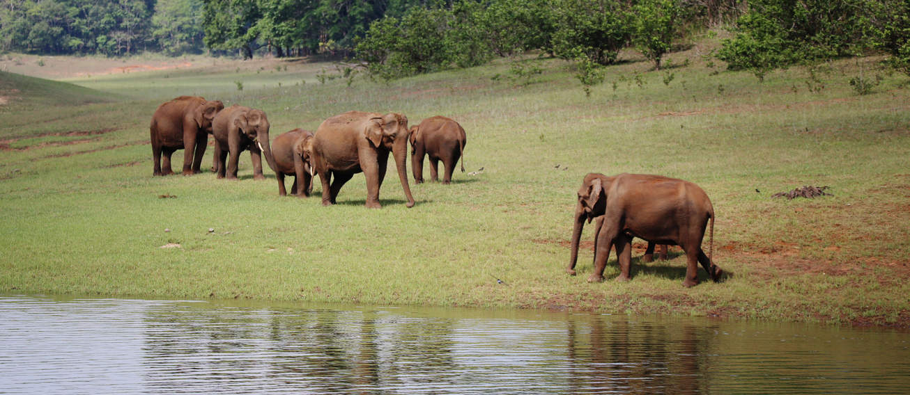Herd Of Wild Elephants Grassing At Thekkady Wild Life Sanctuary, Idukki, Kerala, India