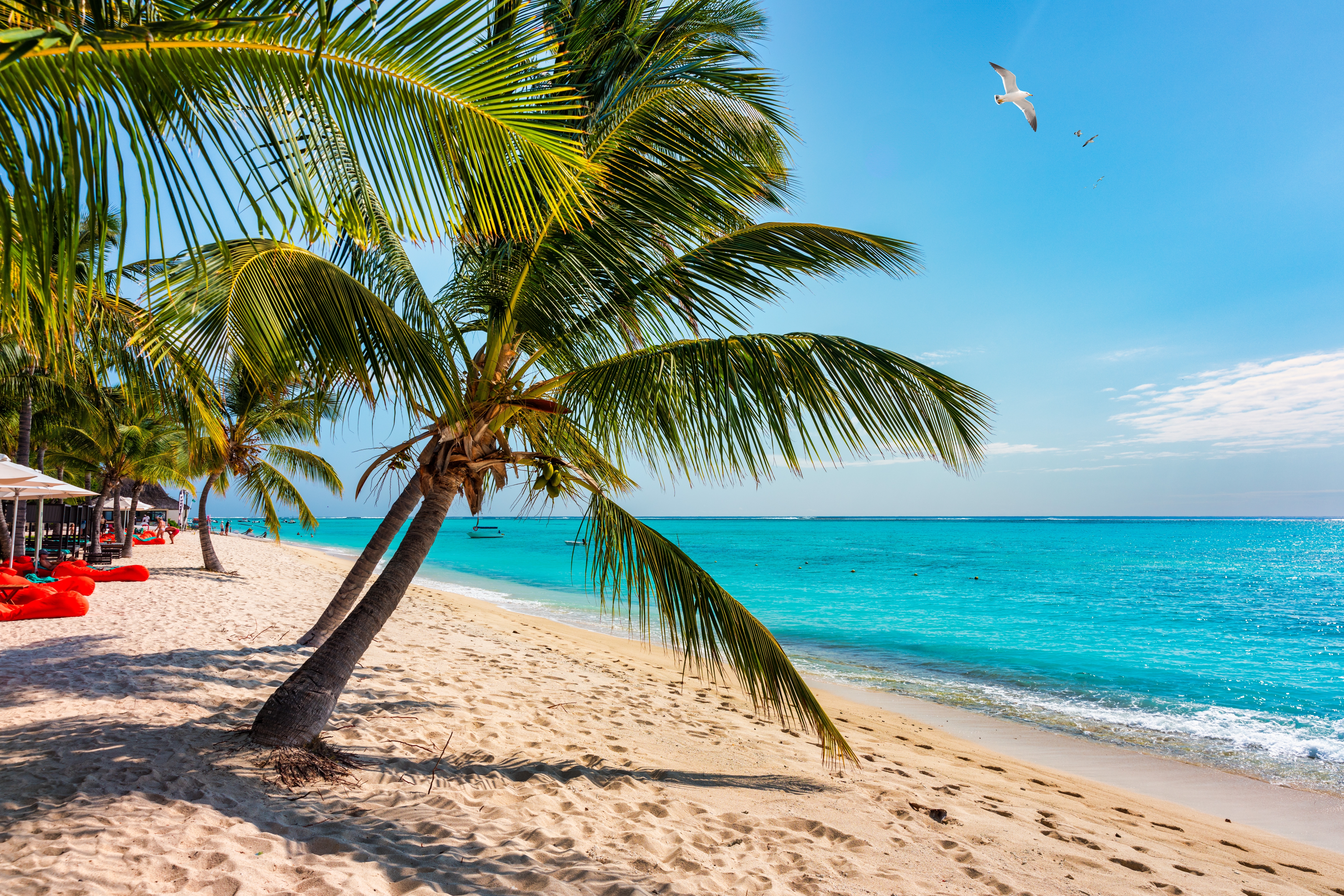 Beach, Mauritius Palm Tree