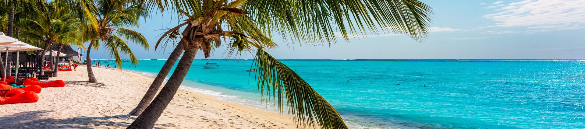 Beach, Mauritius Palm Tree