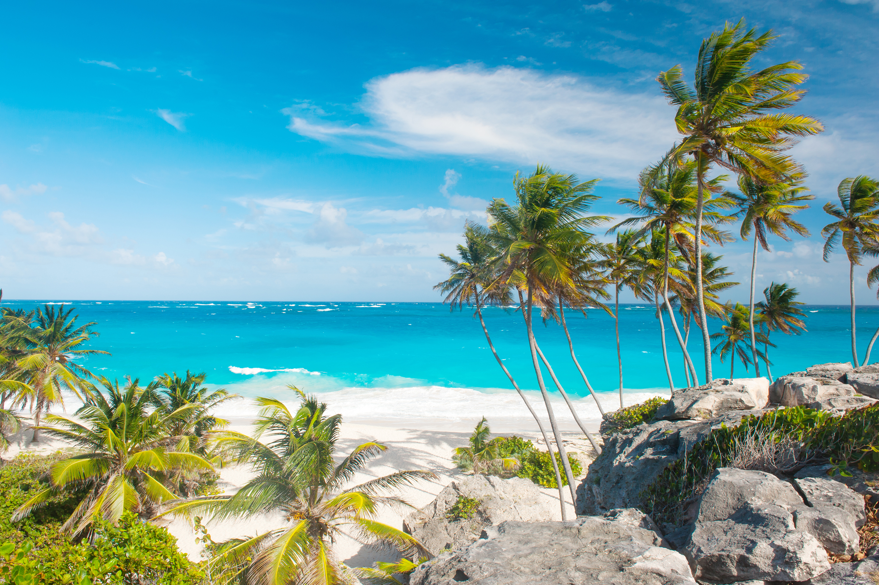 Bottom Bay Beach Framed With Palm Trees Barbados