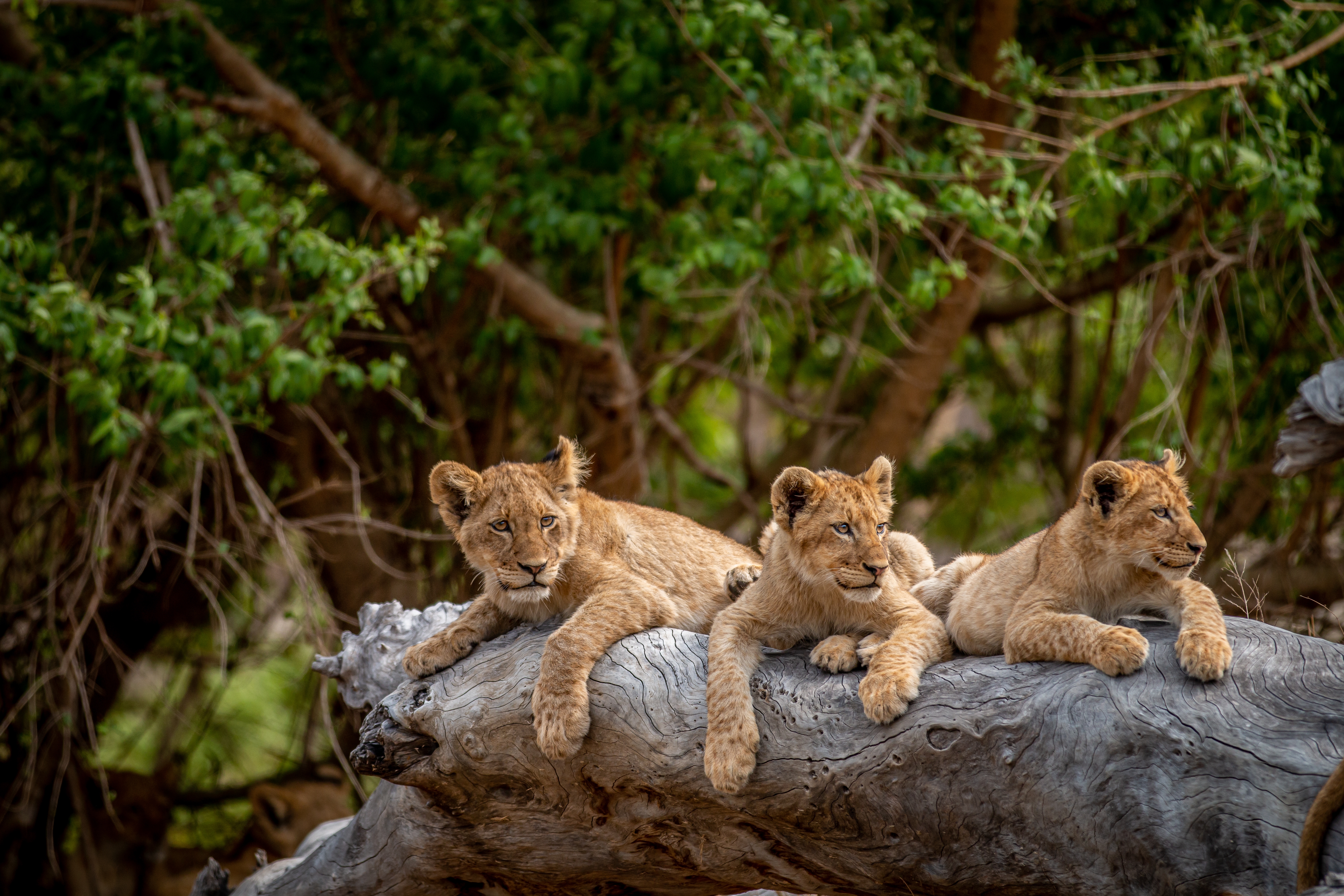 Three Lion Cubs Resting In Kruger National Park South Africa