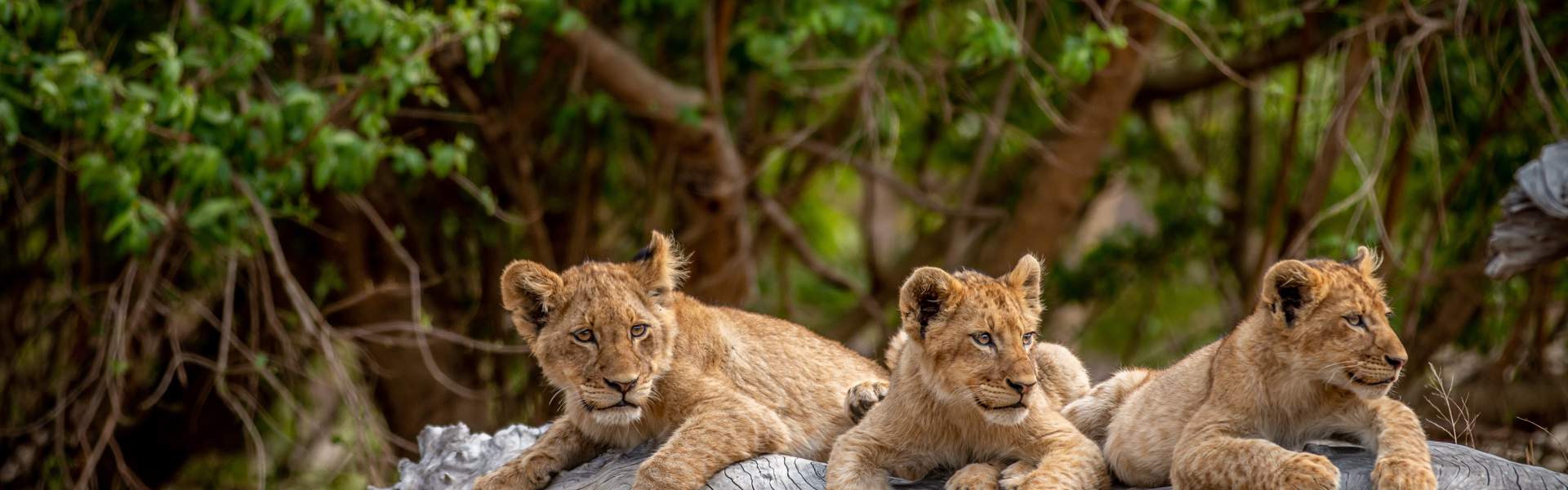 Three Lion Cubs Resting In Kruger National Park South Africa
