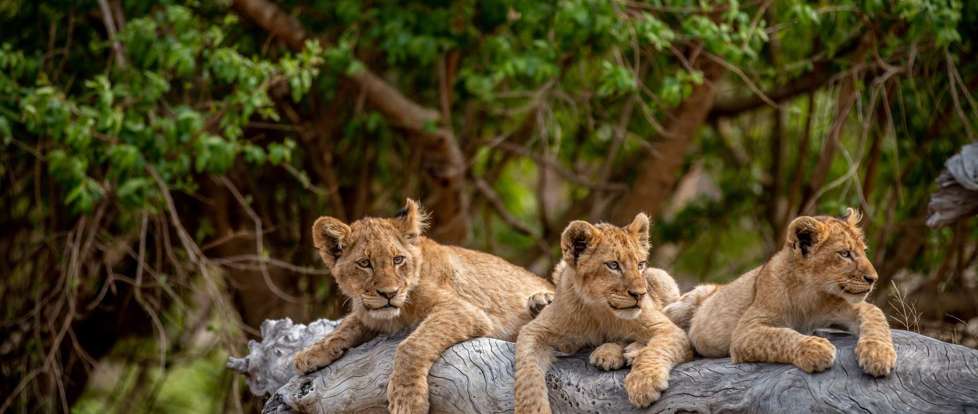 Three Lion Cubs Resting In Kruger National Park South Africa