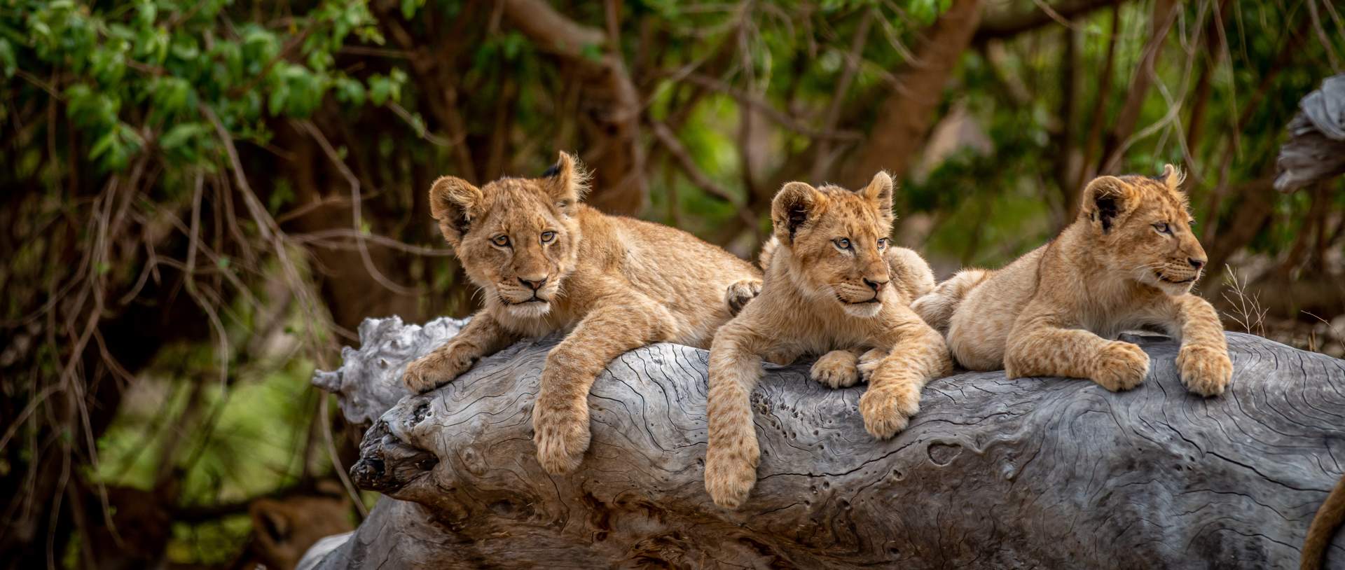 Three Lion Cubs Resting In Kruger National Park South Africa
