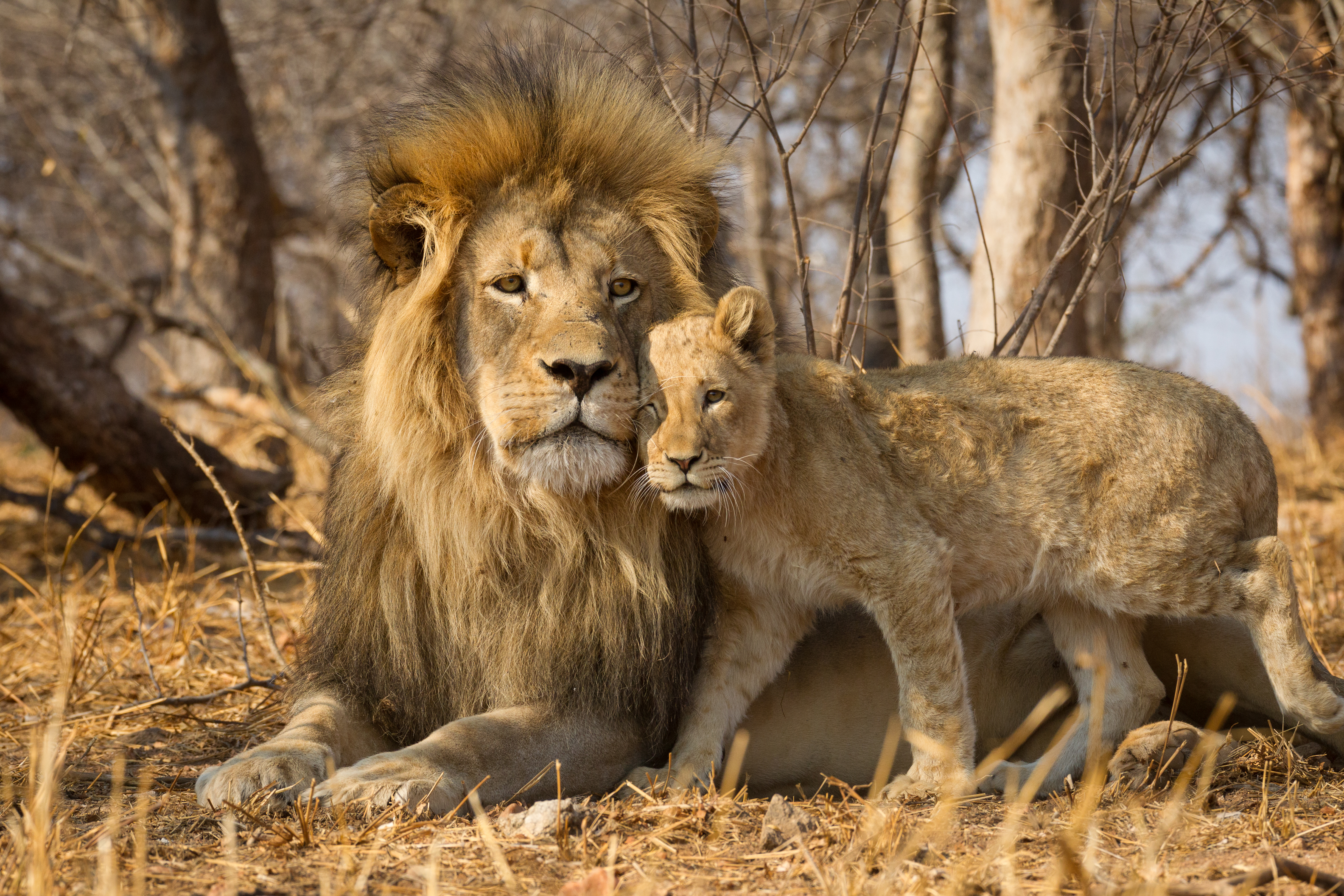 Lion And Cub Africa