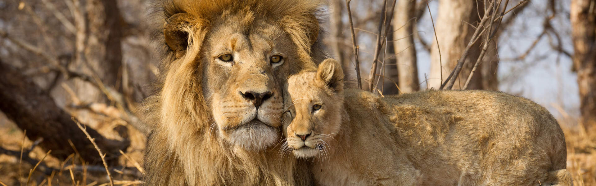 Lion And Cub Africa