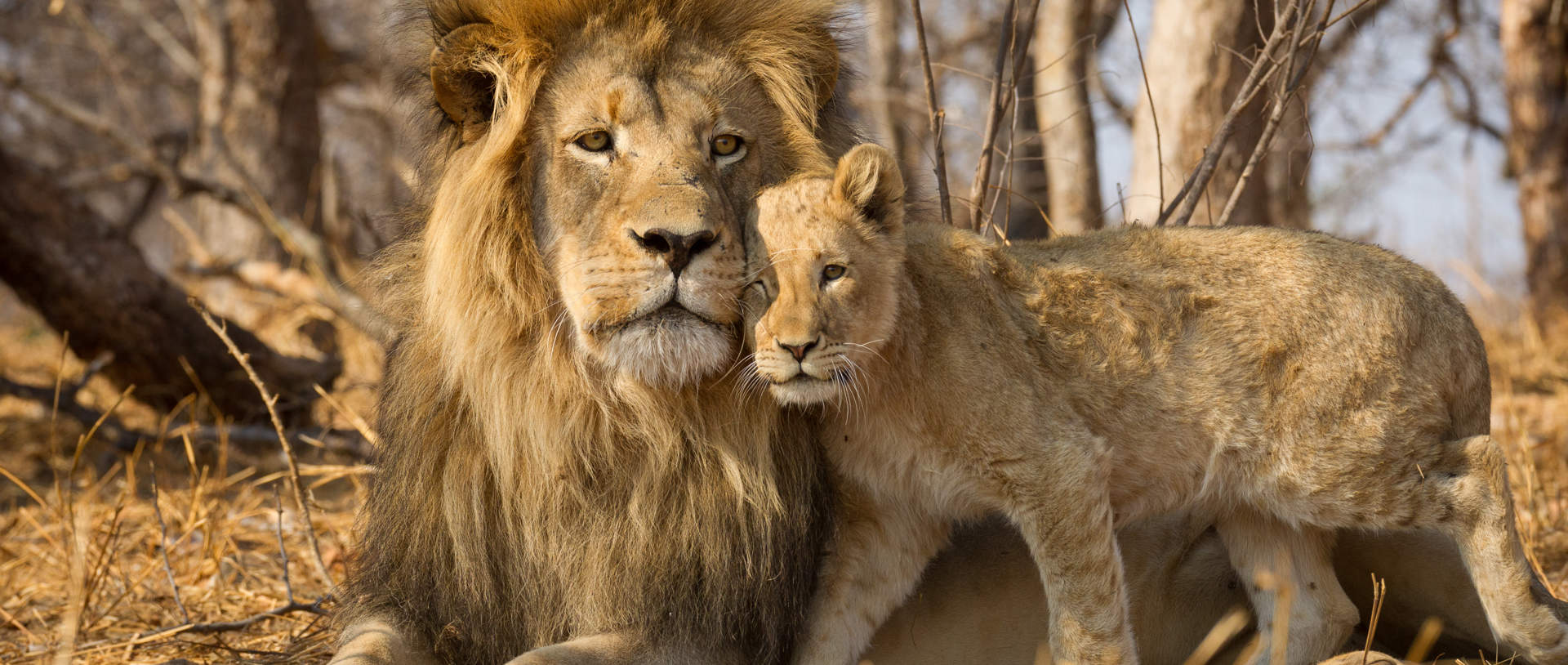 Lion And Cub Africa