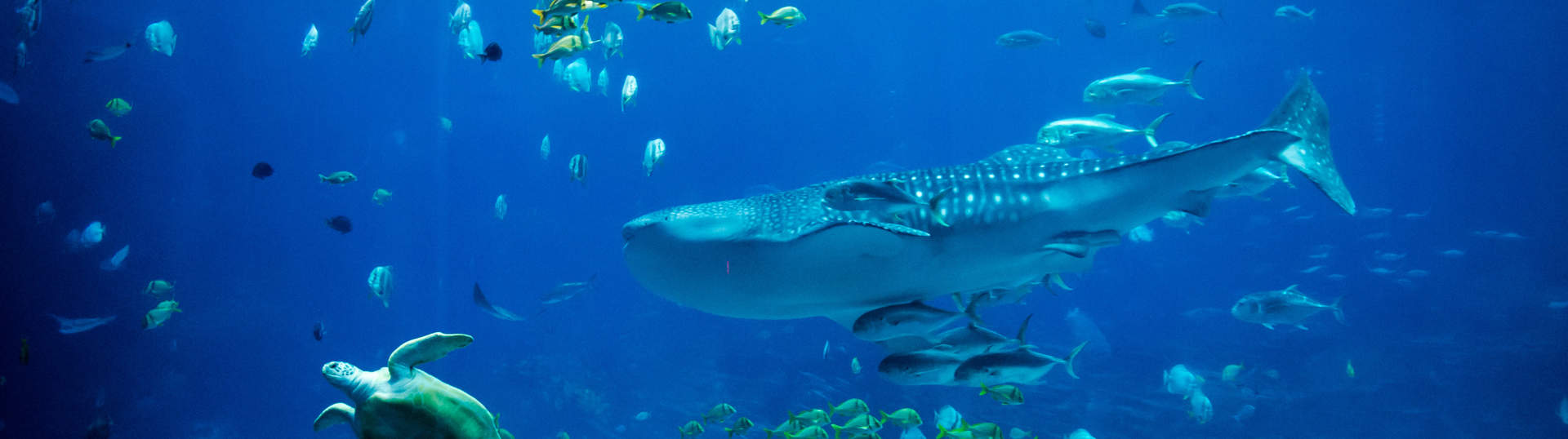 Silhouettes Of People In An Aquarium