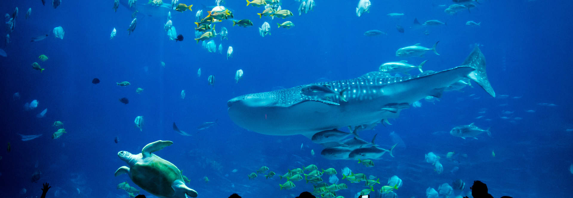 Silhouettes Of People In An Aquarium