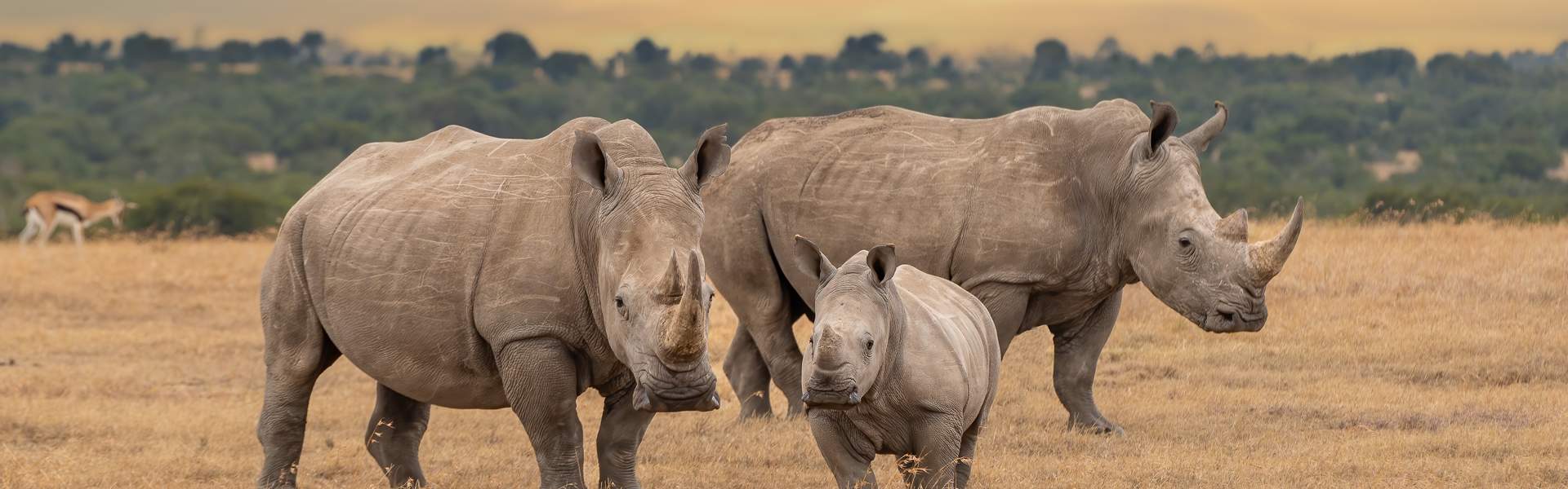 Rhinos In Kenya