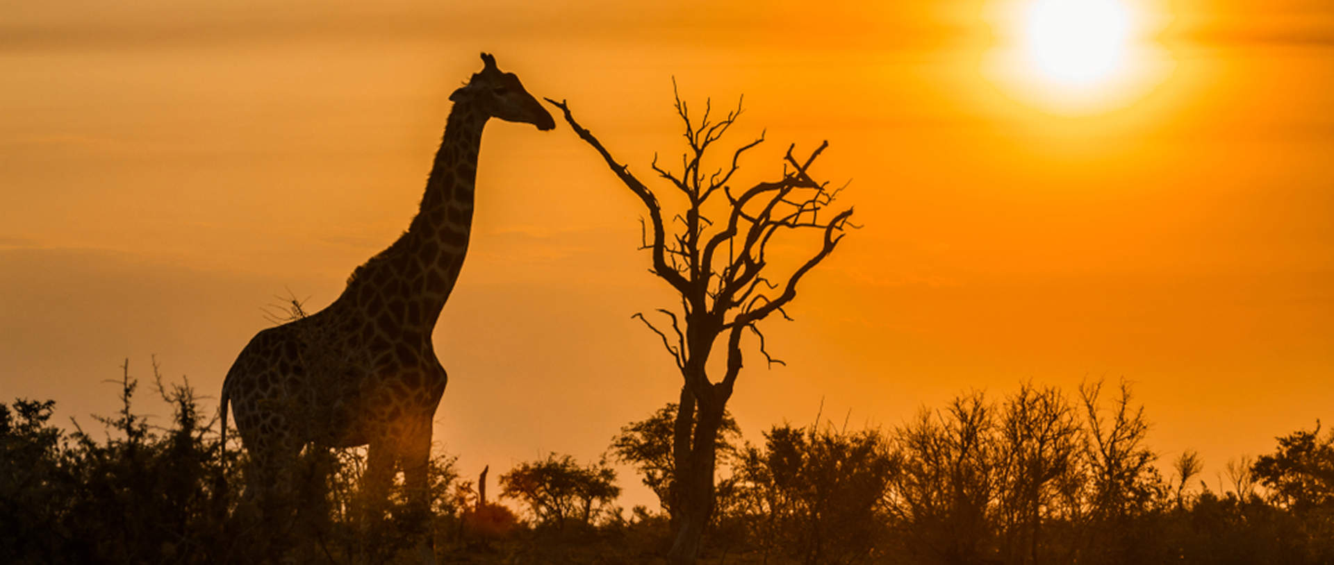 Giraffe In Kruger National Park, South Africa