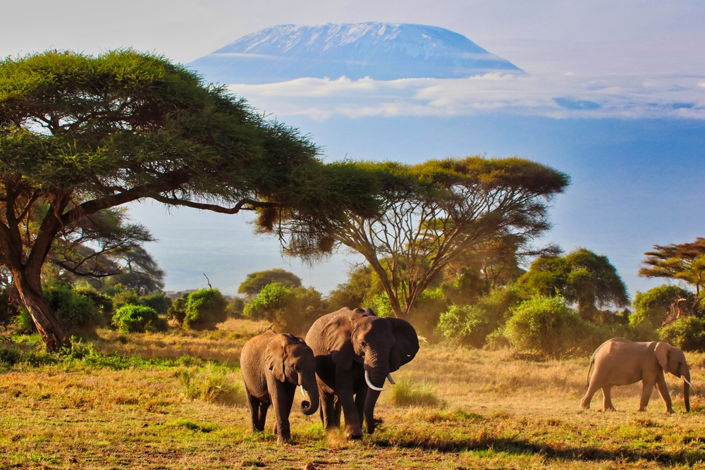 An Elephant Mother And A Bull Calf Amboseli National Park, Kenya