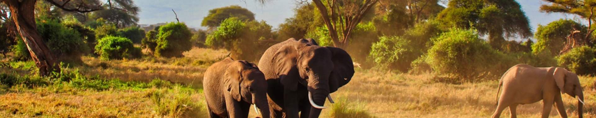 An Elephant Mother And A Bull Calf Amboseli National Park, Kenya